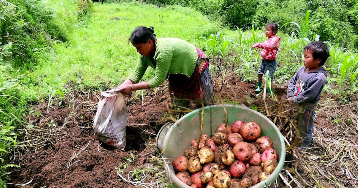 आलु–प्याजको भ्याट हटाइयो, भारतीय व्यापारीसँगको सेटिङको आशंका